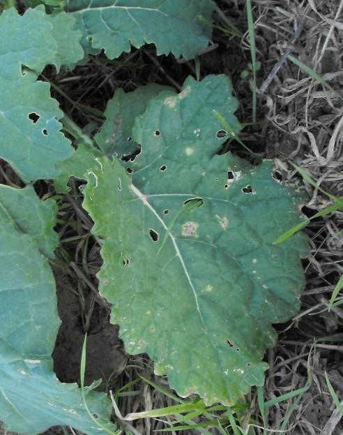 HOSTS: The blackleg fungus can affect a variety of Brassica crops including canola, rutabaga, oilseed turnip rape, turnip and cabbage. Volunteer canola is often infected with the disease (Fig 6).