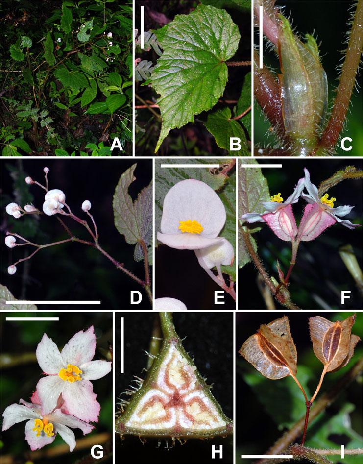 238 D. C. THOMAS ET AL. F IG. 6. Begonia prionota D.C.Thomas & Ardi.