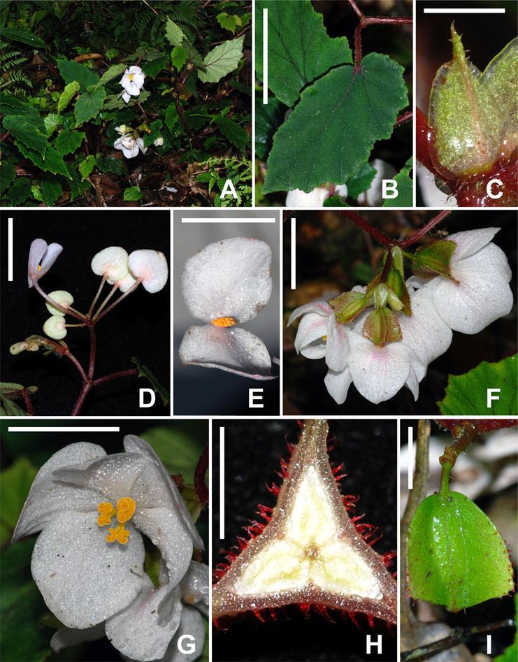 244 D. C. THOMAS ET AL. F IG. 8. Begonia sanguineopilosa D.C.Thomas & Ardi.