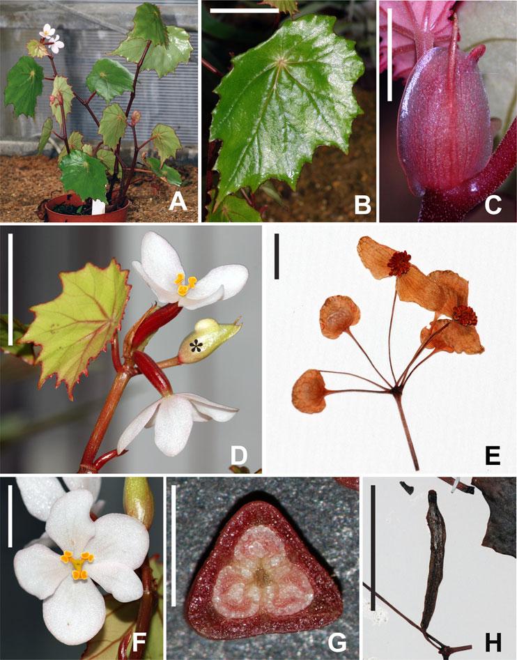 NINE NEW SPECIES OF BEGONIA FROM SULAWESI 249 F IG. 10. Begonia vermeulenii D.C.Thomas.