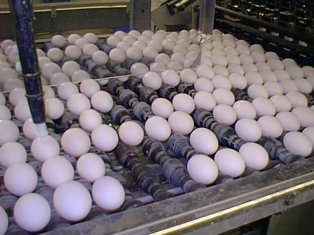 Here the eggs are entering the first stage in the egg grading process.