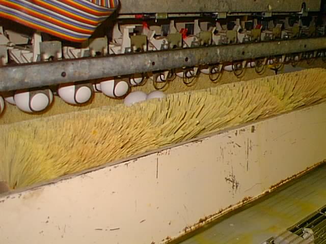 Brushes transport eggs away from the egg graders to the packaging area of the plant.