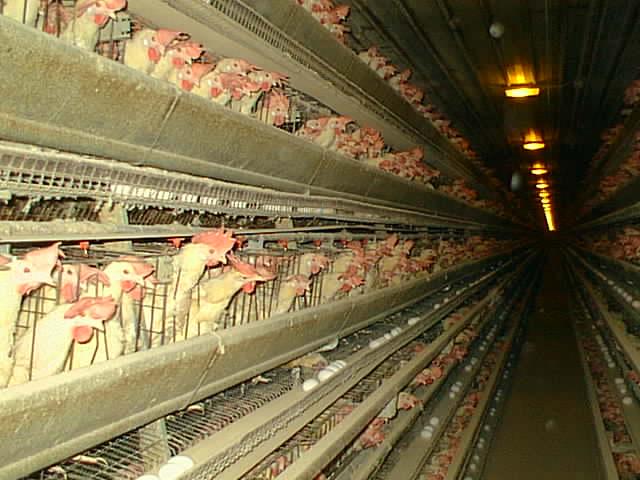 B B A B B This is a view of the inside of a layer facility. Hens are housed on slanted wire-mesh floors.