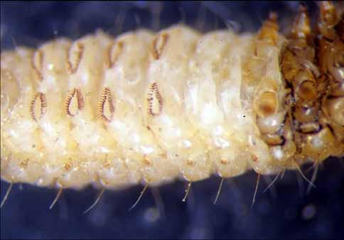 Small hooks on the underside of the abdomen (crochets) indicate the larva is