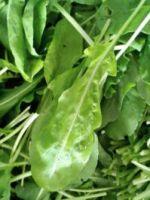 Arugula * Add small tender greens to lettuce for a spicy addition to salad.