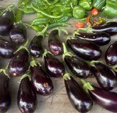 Eggplant * Eggplant comes in a range of shapes and colors. Globe eggplants are the largest and most common.