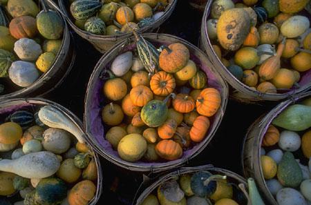 Varieties of Winter Squash Did You Know? Many varieties of winter squash are grown in Pennsylvania. Winter squash varies in size from small acorn squash to pumpkins that reach up to 200 pounds.