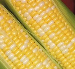 Sweet Corn in the Husk each 0/ 2 Huron Web Printing & Graphics