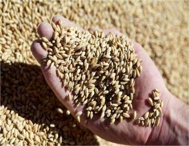 3. How do you generate repeat business and sustainable demand for your barley? I.