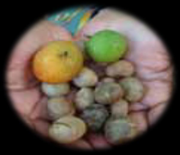 Ramon Seeds Come from the fruit of the Brosimim Alicastrum tree grown in Central America.
