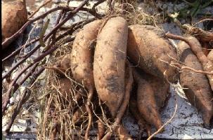 cold temperatures can damage the sensitive roots. However, you may want to harvest earlier if you prefer a smaller sweet potato. Test dig a hill to see if they are the size you want.