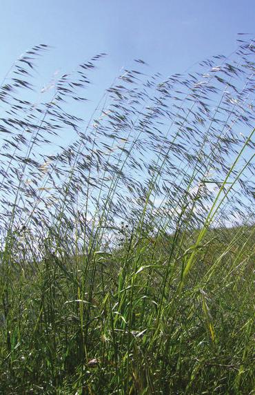 Selected Common Grasses of Humboldt County A Guide for