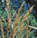 Calamagrostis canadensis bluejoint