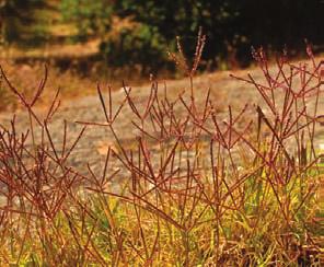 Calamagrostis rubescens pine reedgrass or