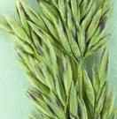 bermudagrass Perennial, rhizomatous and
