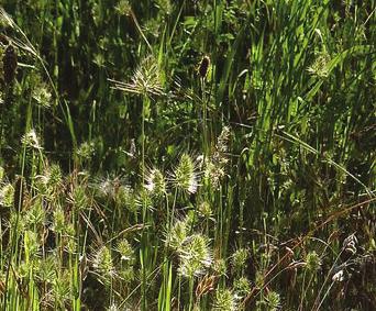 Cynosurus cristatus crested dogstail grass