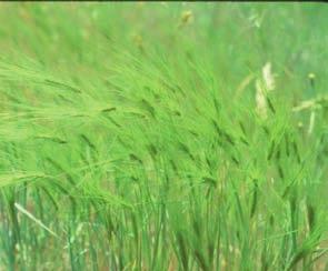 Rytidosperma penicillatum hairy oatgrass