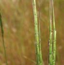 bentgrass Perennial, rhizomatous,
