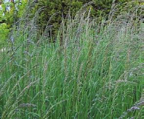 Anthoxanthum odoratum sweet vernalgrass