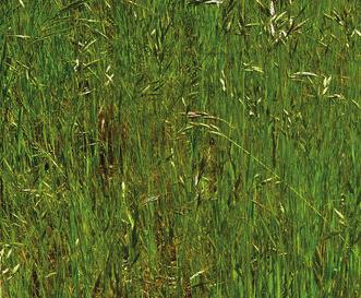 Briza maxima quaking grass or
