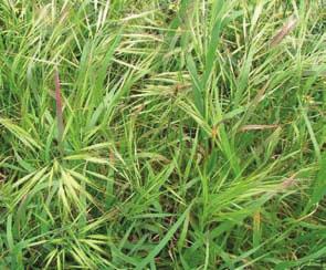 Bromus catharticus rescue grass