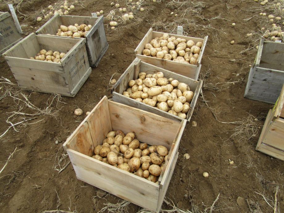 Introduction to Potatoes Potatoes are 4 th in worldwide consumption (following corn, wheat and rice) Most potatoes grown in