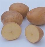 Yukon Gold Potato Variety Most widely grown yellow-fleshed potato in North America Round tubers with distinctive pink eyes, yellow skin and yellow flesh Widely adapted; great