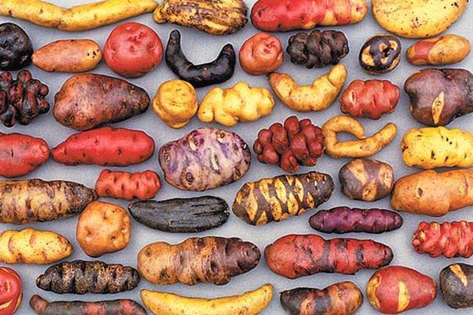 Genetic Diversity of Potatoes Although Solanum tuberosum dominates production, estimate of 1,000 1,700 species of potatoes More than 4,500 potato varieties, mostly