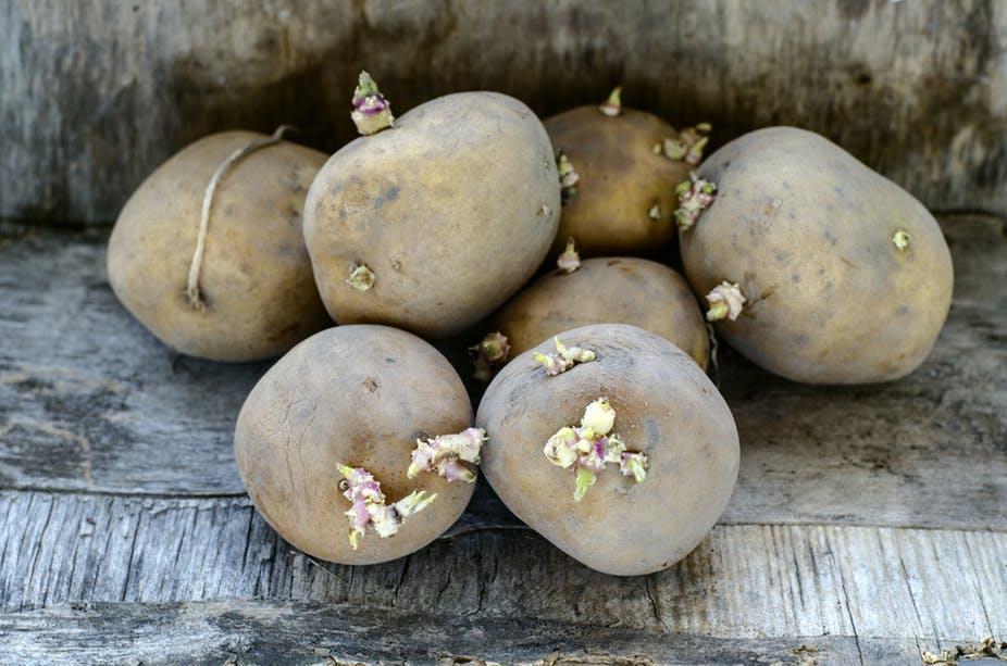 Potato Dormancy Dependent on growing conditions, variety, storage conditions Tubers will initiate sprouting at end of dormancy period; varieties with long dormancy allows for longer