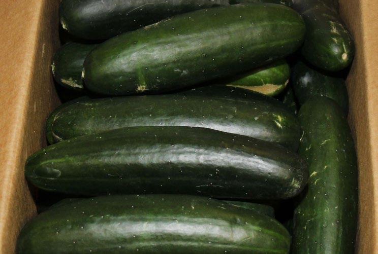 Organic Hothouse Cucumbers are a little more limited out of Mexico, but Canada is in good supply and priced higher. OG GINGER & TURMERIC Peruvian Organic Ginger is becoming lower in price this week.