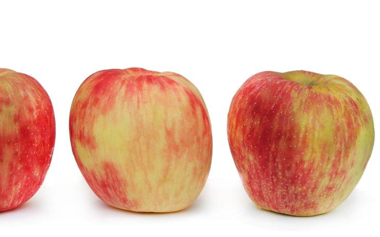 honeycrisp What are some other premium variety apples your customers