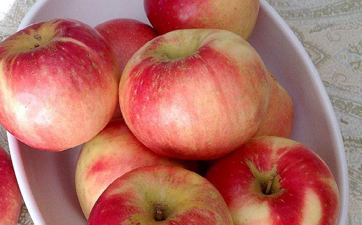 SweeTango Apples (NY) have honeycrisp parentage and are even sweeter