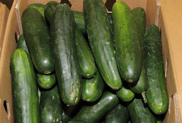 cv cucumbers We are transitioning to Mexican Cucumbers. Pricing will be up a bit due to freight, but quality should be good. Cello wrapped Cucumbers are steady.