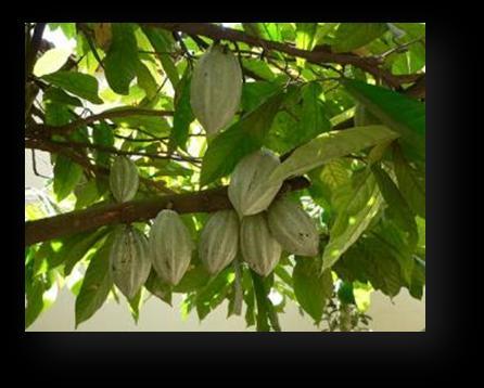 1. Product description Crop name: Cocoa (Theobroma cacao) Cocoa is a plant native to the Americas belonging to the family of Sterculiaceae.