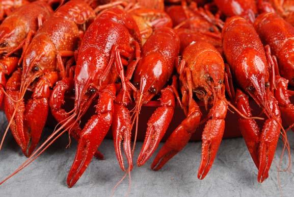 2 the water level increases due to winter snowmelt and spring rains. The crawfish season for wild crawfish typically spans from February to May, depending on the water level.