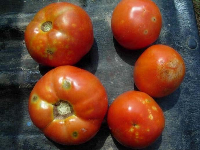 2016), tomato can suffer severe fruit damage, particularly in late August.