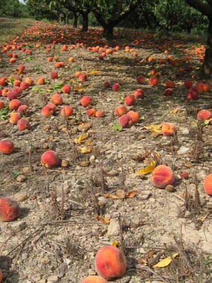 2010 tree fruit industry suffered serious economic losses Some growers losing entire