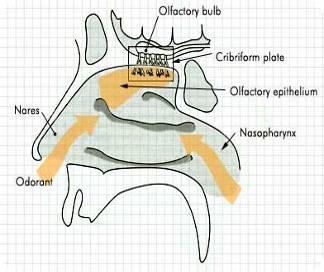 throat (b) Olfactory Epithelium Flavor combined sensation of