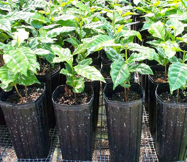 Nursery grown vs pulapula Planting Nursery grown strongly recommended Plant in