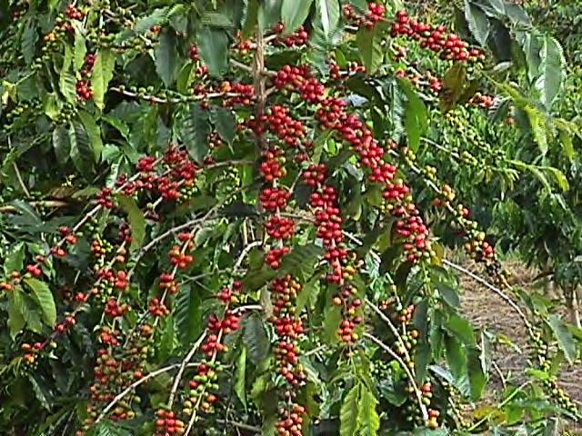 Variety Planting Guatemalan or Kona typica known for high quality