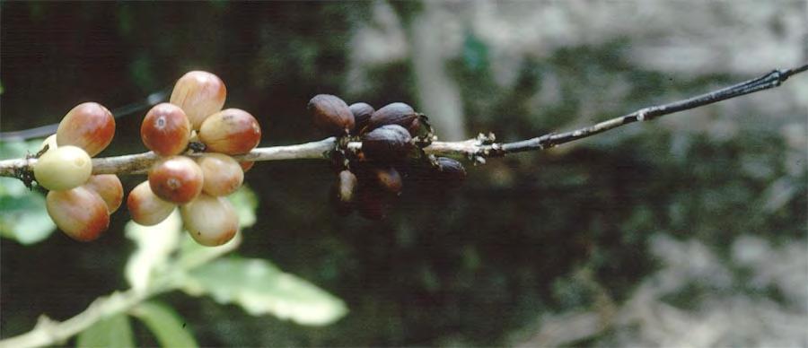 Overbearing dieback Competition between vegetative and reproductive growth. Coffee does not control fruit set.