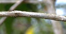 beetle kills branch Prune