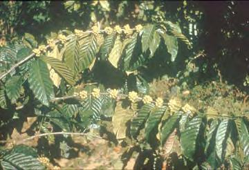Coffea canephora This commonly known by an old variety name Robusta, higher