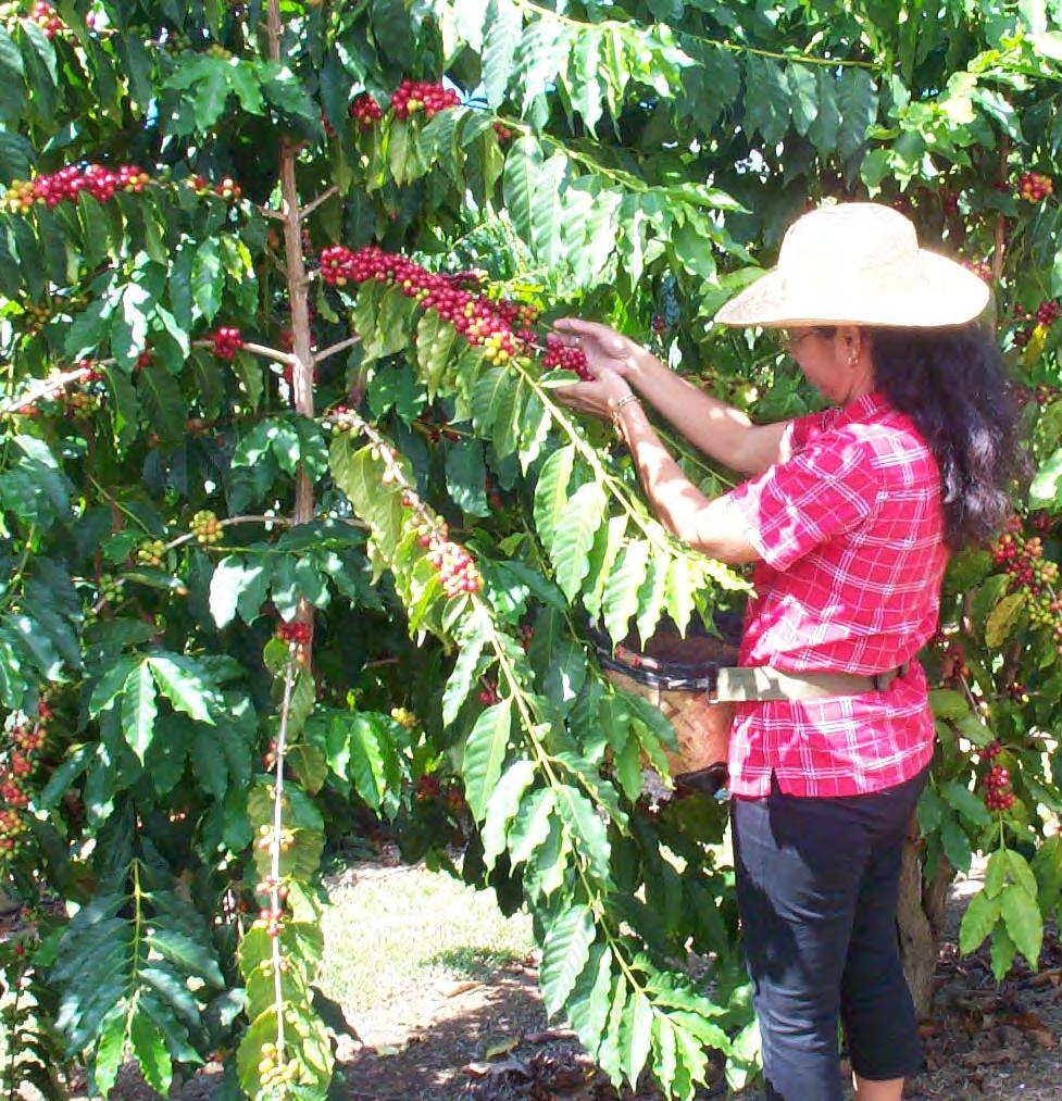 Harvesting Labor if done by hand as on Hawaii 4-8 rounds/season Pickers can harvest 200-400 lb cherry/day Labor is 50% cost of production.