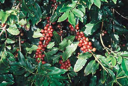 Coffea Arabica This is what we grow in Hawaii, highest taste (cup) quality and the dominant coffee species