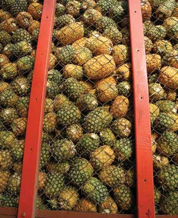 Yet Costa Rica is not limiting itself to these economic areas, since in 2013 it exported its pineapples to more than fifty countries, nor to the fresh pineapple, since it is increasingly exporting