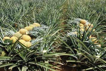 Pineapple Dominican Republic Production As already mentioned, the Dominican Republic enjoys good pedoclimatic conditions which enable pineapple production all year round.
