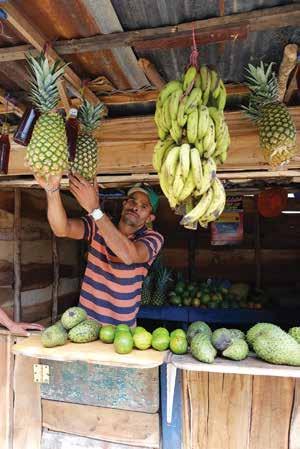Pineapple Dominican Republic Outlets At present, more than 95% of production is sold on the local market, which is particularly lucrative: a large fruit can sell for up to 1 USD (44 DOP, exchange