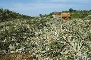Pineapple Dominican Republic Exports The Dominican Republic has recently exported (last five years) approximately between 2 000 and 6 000 tonnes of fruits per year, which represents a jump up from