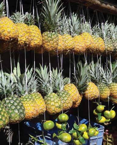 Sea-freight Costa Rican Sweet pineapple Netherlands - Import price 10 9 2014 2013 2012 8 euro/box 7 6 5 4 J F M A M J J A S O N D Source: Thierry Paqui Denis Loeillet Weeks 40 to 49, 2013 This was a